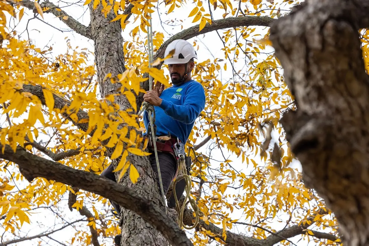 Skilled Tree Planing crew working in Waterloo
